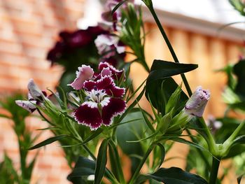 Close-up of purple flowering plant