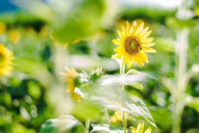 Close-up of yellow flowering plant on field