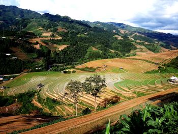 Scenic view of agricultural field