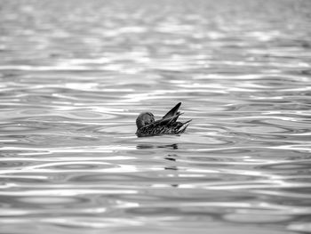 Duck swimming in a lake