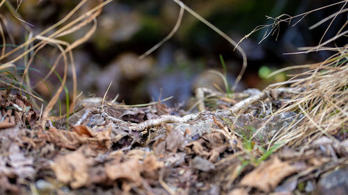 Close-up of dried plant on field