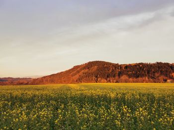 Scenic view of field against sky