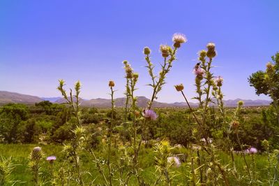 Flowers growing on field against clear blue sky