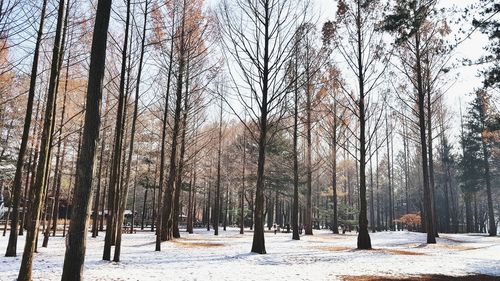 Bare trees on snow covered landscape