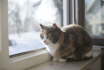 Portrait of a cat on window sill
