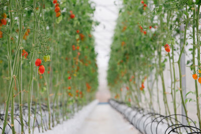 Red flowering plants on land
