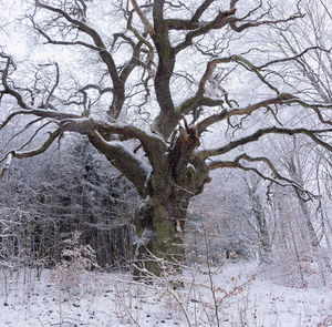 Bare tree in winter