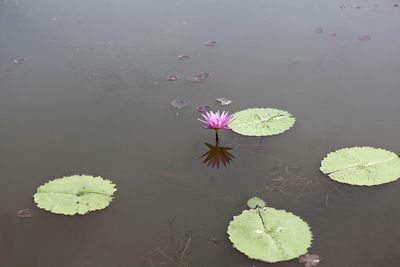 High angle view of water lily in lake