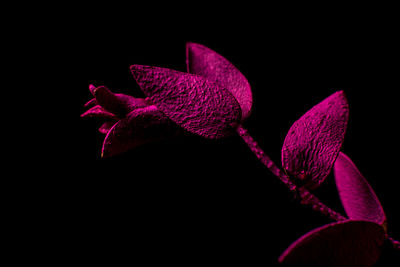 Close-up of flower over black background