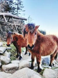 Wild mountain ponies