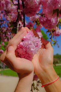 Cropped image of woman hand holding pink cherry blossoms