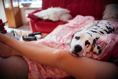 Dog lying on bed at home