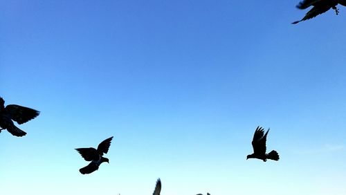 Low angle view of birds flying against clear blue sky