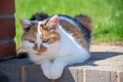 Portrait of cat resting on retaining wall