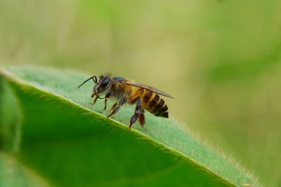 Close-up of insect on leaf