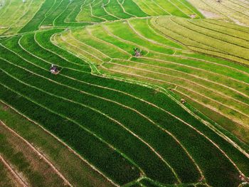 Aerial panorama of agrarian rice fields landscape like a terraced rice fields ubud bali indonesia