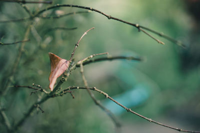 Close-up of dry leaves on branch