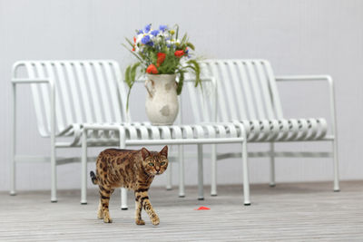 Cat sitting on table