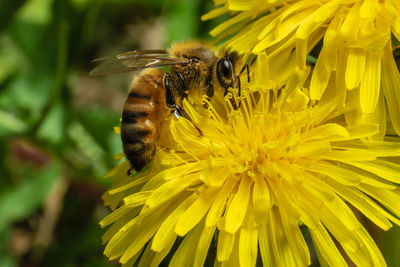 Close-up of bee pollinating on yellow flower
