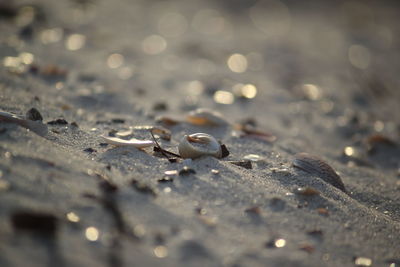 Close-up of seashell on beach