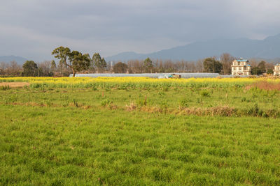 plant