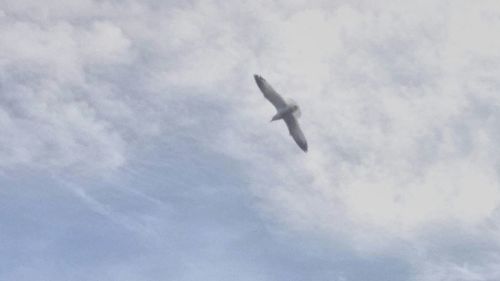 Low angle view of bird flying against cloudy sky