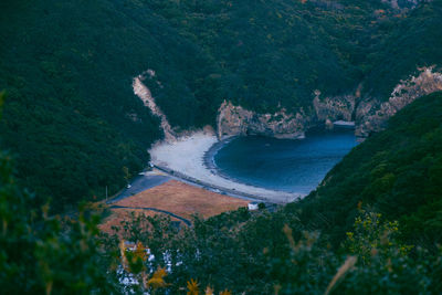 Panoramic view of trees and plants