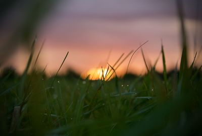 Close-up of grass growing in field