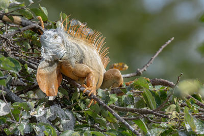 Close-up of iguana