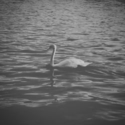 Bird swimming in lake