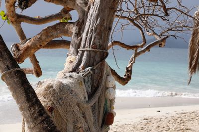 View of driftwood on beach