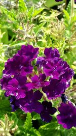 Close-up of purple flowers blooming outdoors