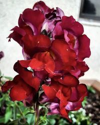 Close-up of red rose