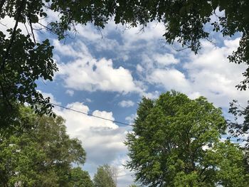 Low angle view of trees against sky