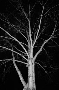 Close-up of tree at night