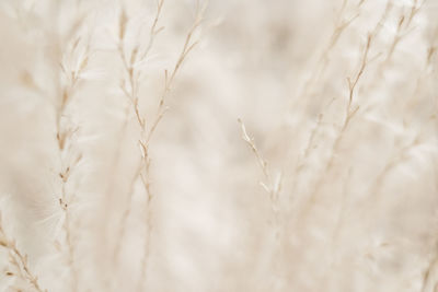 Full frame shot of wheat field