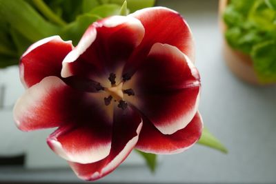 Close-up of red flower