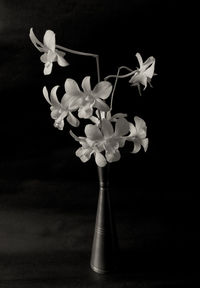 Close-up of flower over black background