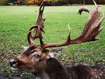 Deer in a field