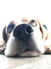 Close-up portrait of a dog