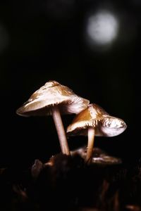 Close-up of a mushroom