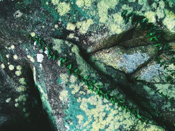 Full frame shot of tree trunk