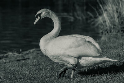 Swan at lakeshore