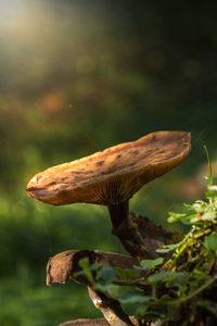 Close-up of mushroom growing in plant