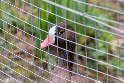 Close-up of bird in cage