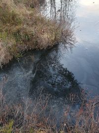 High angle view of lake by trees in forest