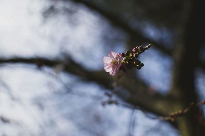 Close-up of cherry blossom