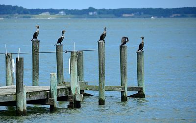 Seagulls perching on wooden post by sea against sky