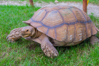 Close-up of a turtle on grass