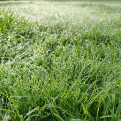 Close-up of wet grass on field